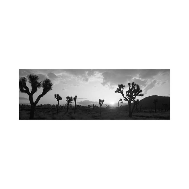 Sunset, Joshua Tree Park, California, USA by Panoramic Images - Wrapped Canvas Panoramic Print Ebern Designs Size: 50.8cm H x 152.4cm W x 3.81cm D on Productcaster.