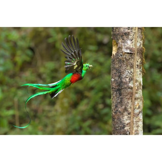 Quetzal - Wrapped Canvas Print 17 Stories Size: 51cm H x 76cm W x 3.8cm D on Productcaster.