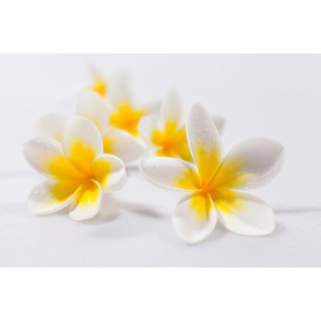 Plumeria Flowers by Sanjeri - No Frame Art Prints on Canvas 17 Stories Size: 20cm H x 30cm W on Productcaster.