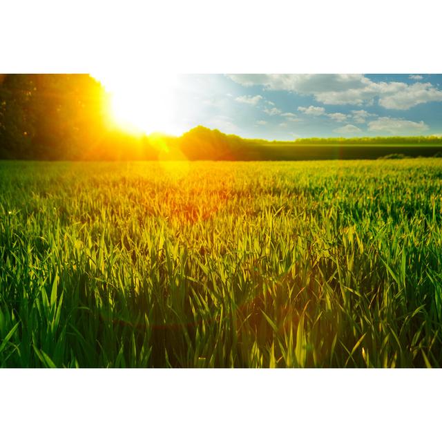 Wheat Field by Lepas2004 - Wrapped Canvas Print Brambly Cottage Size: 20cm H x 30cm W on Productcaster.