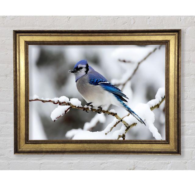 Single Picture Frame Art Prints Bright Star Size: 84.1cm H x 142.2cm W on Productcaster.