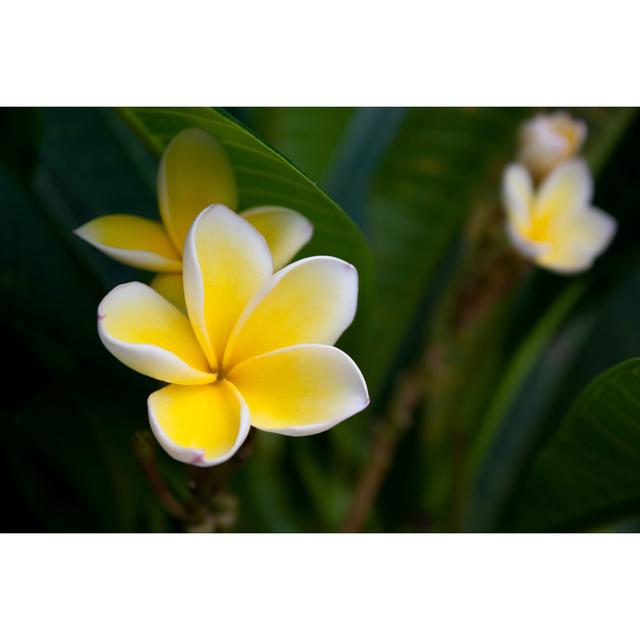 Frangipani Flowers - Wrapped Canvas Print 17 Stories Size: 81cm H x 122cm W on Productcaster.