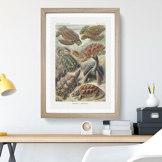 Turtles by Ernst Haeckel - Picture Frame Painting East Urban Home Frame Option: Oak, Size: 36cm H x 27cm W x 2cm D on Productcaster.