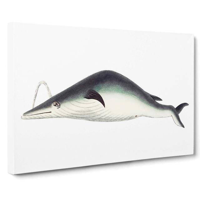 Whale by George Shaw - Wrapped Canvas Painting Print East Urban Home Size: 40cm H x 60cm W x 3cm D on Productcaster.