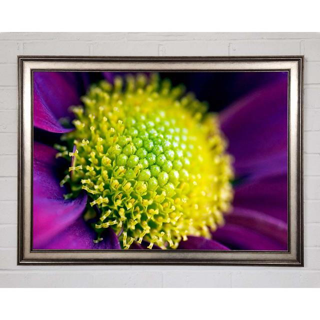 Purple Centre Of A Daisy - Print Brayden Studio Size: 21cm H x 29.7cm W x 1.5cm D on Productcaster.