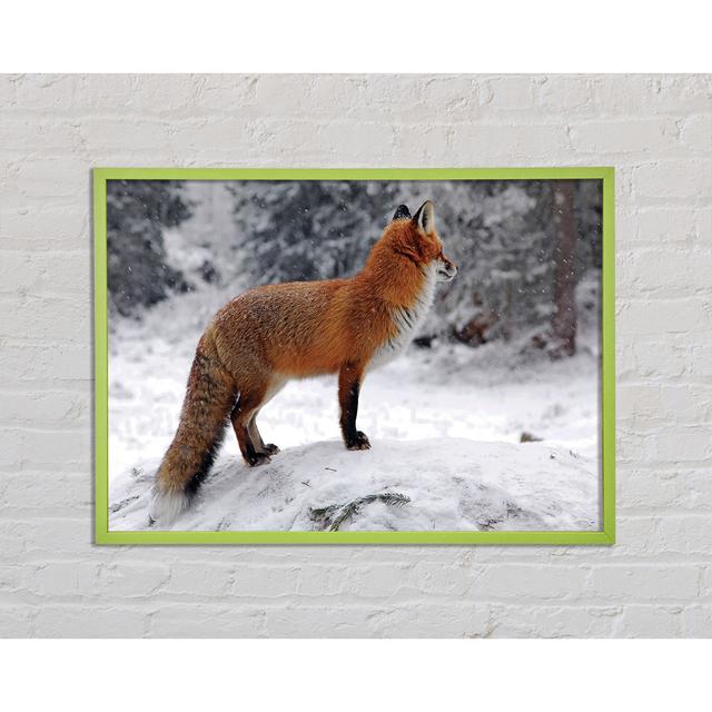 Pythagoras Winter Snow Fox - Single Picture Frame Art Prints Union Rustic Size: 42cm H x 59.7cm W x 2cm D on Productcaster.