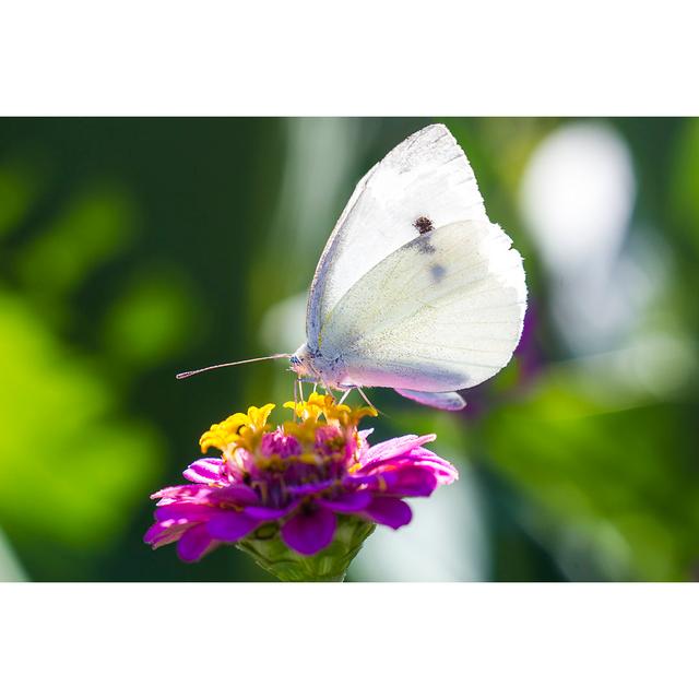 Aveley White Cabbage Butterfly - Print Brambly Cottage Size: 20cm H x 30cm W x 3.8cm D on Productcaster.