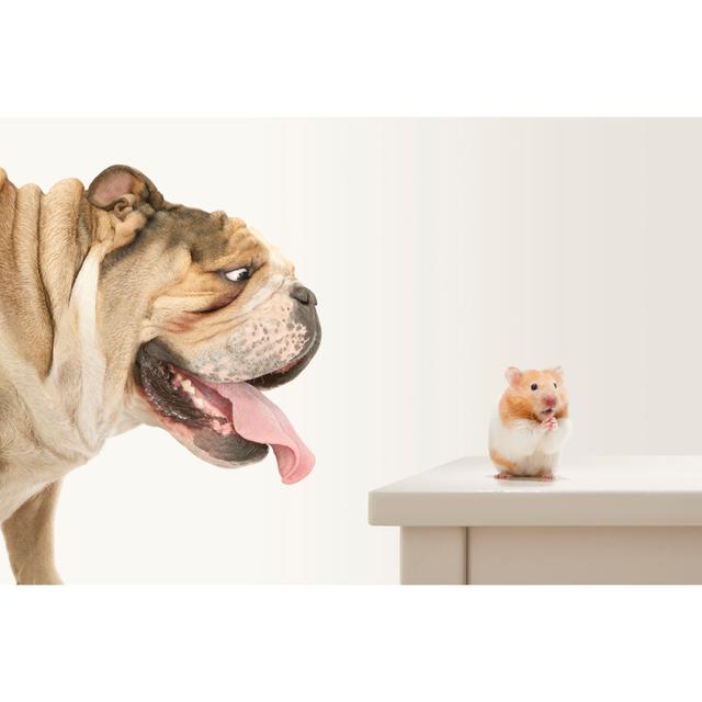 Hamster Trapped By Bulldog by MrPliskin - No Frame Art Prints on Canvas 17 Stories Size: 40cm H x 60cm W on Productcaster.