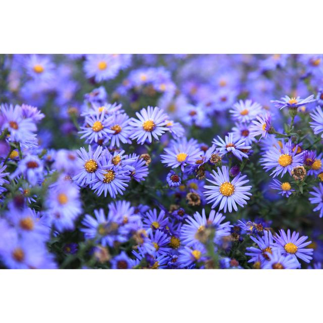 Small Purple Asters Wildflowers Background by Gorgots - Wrapped Canvas Print Ebern Designs Size: 8"H x 12"W on Productcaster.