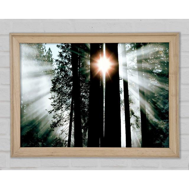 Sun Through The Trees - Single Picture Frame Art Prints Union Rustic Size: 42cm H x 59.7cm W x 1.5cm D on Productcaster.