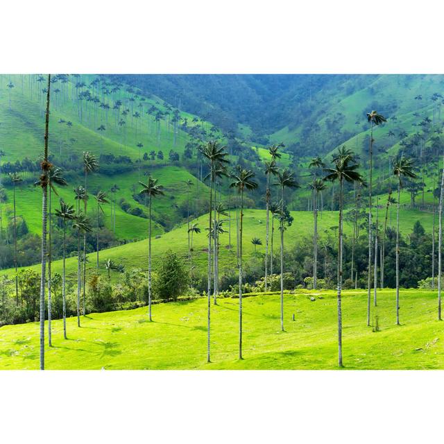 Wax Palm Trees by DC_Colombia - Wrapped Canvas Print Alpen Home Size: 81cm H x 122cm W on Productcaster.