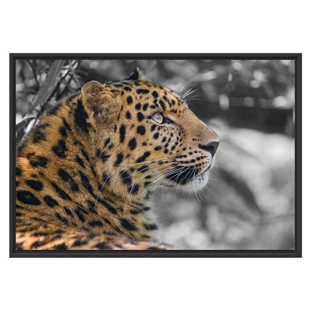 Gerahmtes Wandbild Leopard ruhtSchatten East Urban Home Größe: 70 cm H x 100 cm B on Productcaster.