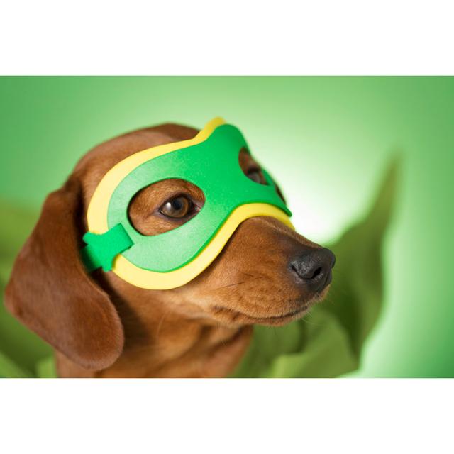 Masked Superhero Pet Dog by MrPliskin - No Frame Print on Canvas 17 Stories Size: 81cm H x 122cm W on Productcaster.