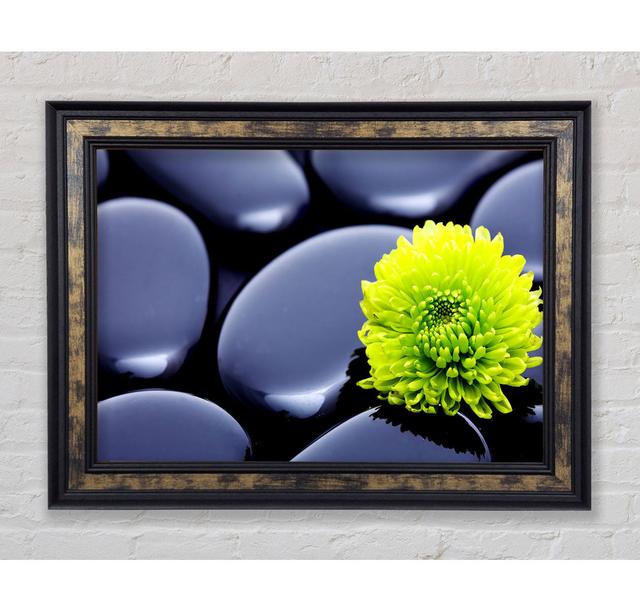 Black Zen Stones And A Yellow Mum - Single Picture Frame Art Prints Bright Star Size: 42cm H x 59.7cm W x 8cm D on Productcaster.