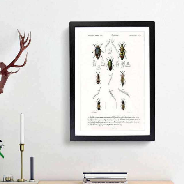 Beetle Illustration PL.4 by Charles d'Orbigny - Picture Frame Graphic Art Print on Paper East Urban Home Frame Option: Black Framed, Size: 63cm H x 45 on Productcaster.