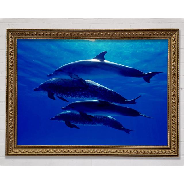 Dolphin Family Framed Print Highland Dunes Size: 100cm H x 141.4cm W on Productcaster.