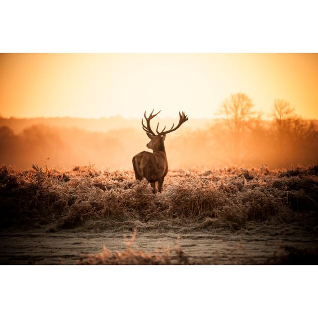 Red Deer in Morning Sun by Arturasker - Wrapped Canvas Photograph Union Rustic Size: 20"H x 30"W on Productcaster.