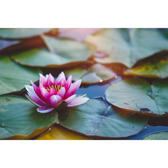 Water Lily by Druvo - Wrapped Canvas Print 17 Stories Size: 61cm H x 91cm W x 3.8cm D on Productcaster.