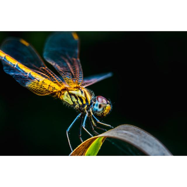 Deeter Yellow Dragonfly by Lamyai - Wrapped Canvas Photograph 17 Stories Size: 51cm H x 76cm W x 3.8cm D on Productcaster.