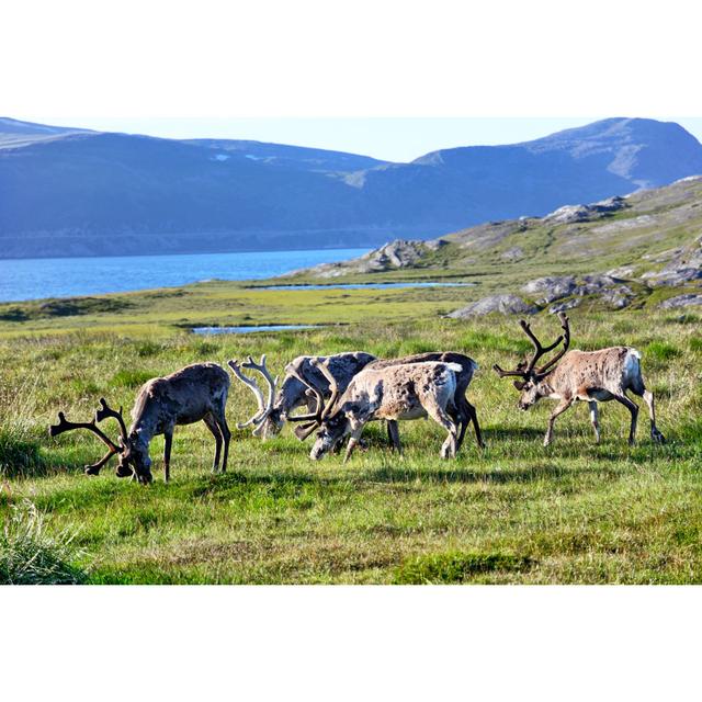 Reindeer Herd In Arctic by Alxpin - No Frame Painting on Canvas Alpen Home Size: 20cm H x 30cm W on Productcaster.