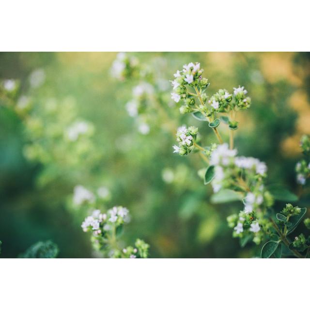 Flowering Oregano In Summer by Rike_ - No Frame Art Prints on Canvas 17 Stories Size: 61cm H x 91cm W on Productcaster.