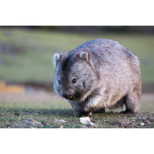 Wombat Walking On Grass by Sandergroffen - Wrapped Canvas Print Latitude Run Size: 20cm H x 30cm W on Productcaster.