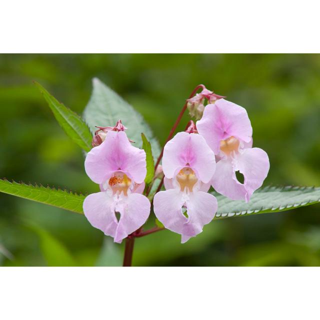 Himalayan Balsam by Bigworld - No Frame Art Prints on Canvas 17 Stories Size: 51cm H x 76cm W on Productcaster.