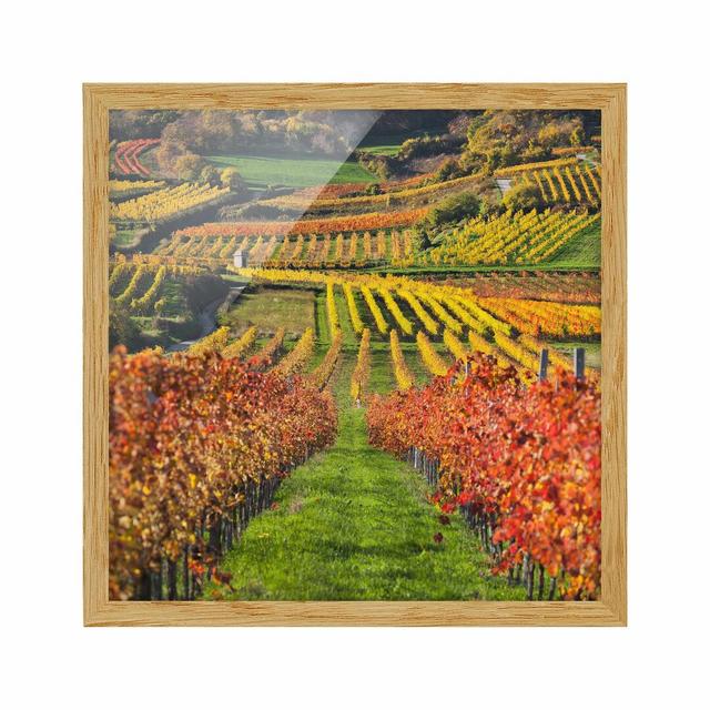 Vineyard View - Picture Frame Photograph Rosalind Wheeler Size: 70cm H x 70cm W x 2cm D, Frame Option: Brown Framed on Productcaster.