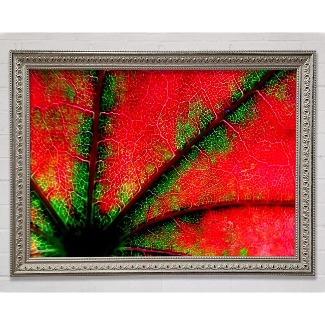 Inside A Poppy Framed Print Bright Star Size: 21cm H x 29.7cm W x 3cm D on Productcaster.