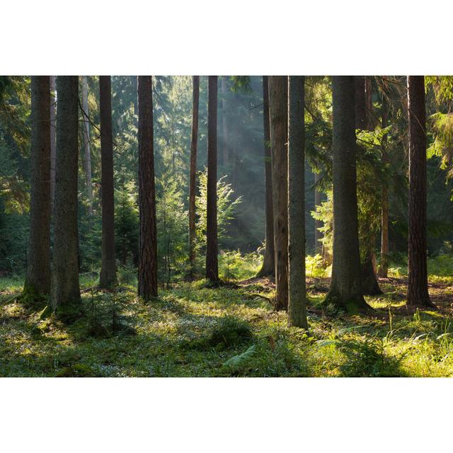 Bialowieza Forest by Aleksander - Wrapped Canvas Print Union Rustic Size: 30cm H x 46cm W x 3.8cm D on Productcaster.