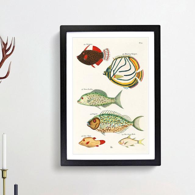 East Indies Fish Illustrations Fol. 23 by Louis Renard - Picture Frame Painting Print East Urban Home Frame Option: Black Framed, Size: 65cm H x 48cm on Productcaster.