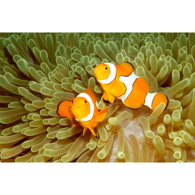 Two Clown Anemonefishes Highland Dunes Size: 20cm H x 30cm W x 3.8cm D on Productcaster.