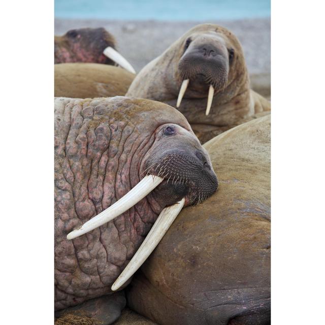 Walrus Family by Zanskar - Wrapped Canvas Photograph 17 Stories Size: 46cm H x 30cm W on Productcaster.