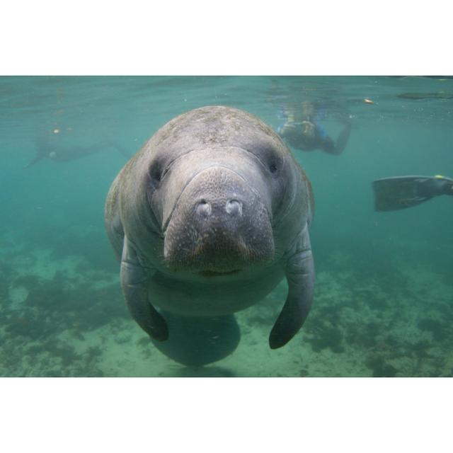 Florida Manatee Underwater With Snorkelers Longshore Tides Size: 20cm H x 30cm W on Productcaster.