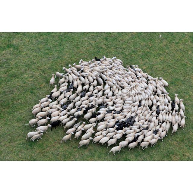 Herd Of Sheep - Wrapped Canvas Print 17 Stories Size: 81cm H x 122cm W x 3.8cm D on Productcaster.