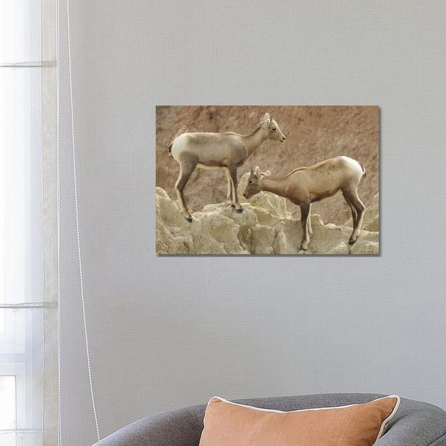 Bighorn Sheep Lambs by Brian Wolf - Wrapped Canvas Print Gracie Oaks on Productcaster.