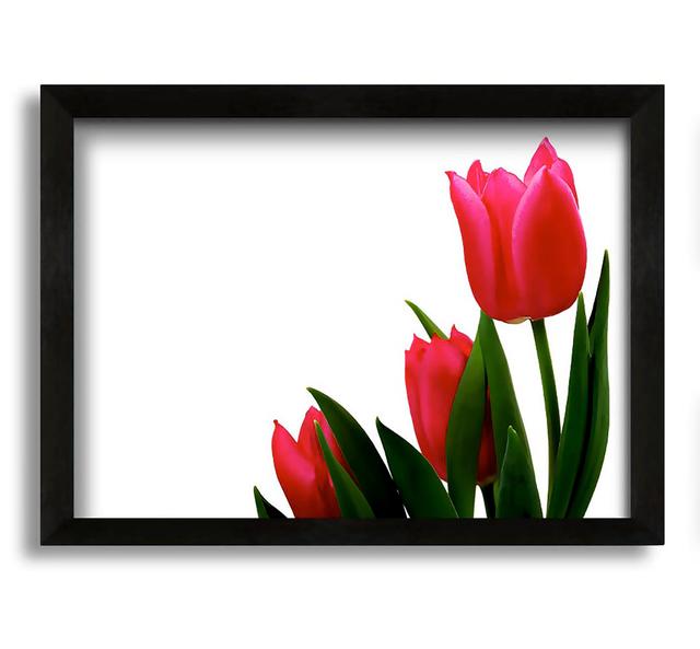 Pink Tulip Trio - Picture Frame Graphic Art on Canvas Rosalind Wheeler on Productcaster.