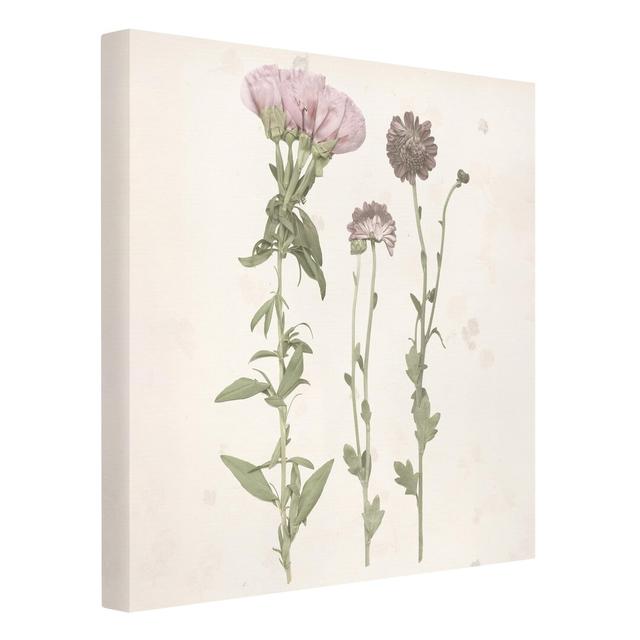 Herbarium in Pink III - Wrapped Canvas Graphic Art August Grove on Productcaster.