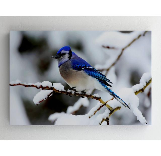 Blaumeise Winter - Druck ohne Rahmen auf Leinwand Simply Größe: 78,7 cm H x 121,7 cm B on Productcaster.