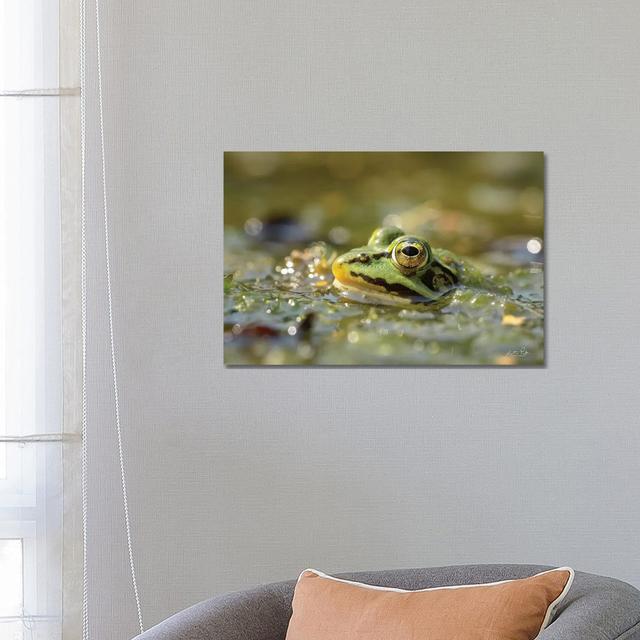 Frog by Martin Podt - Wrapped Canvas Photograph Latitude Run Size: 45.72cm H x 66.04cm W x 3.81cm D on Productcaster.