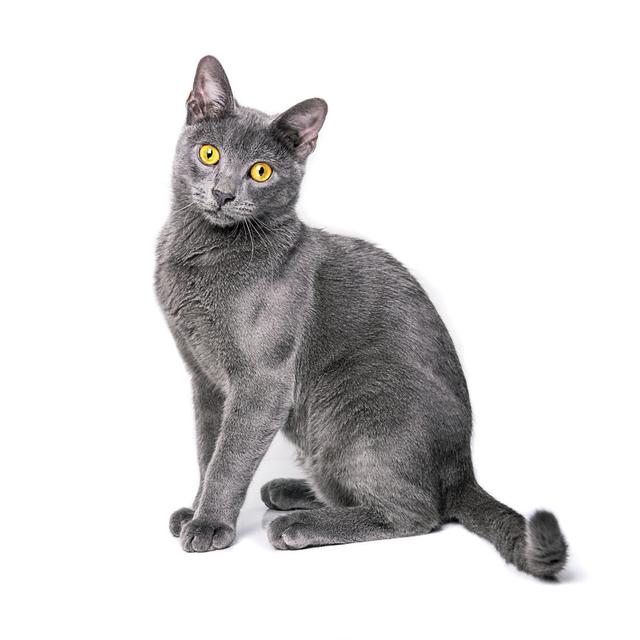 Young Russian Blue Cat With Yellow Eyes On Isolated Background by Drazen_ - No Frame Art Prints on Canvas 17 Stories Size: 51cm H x 51cm W on Productcaster.