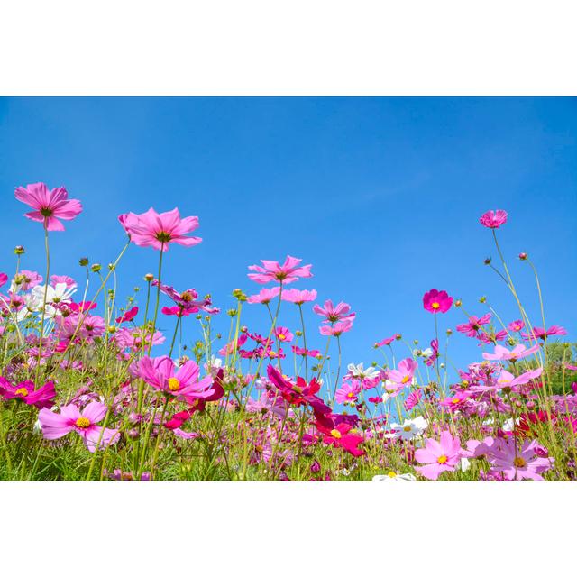 Cosmos Flowers - Wrapped Canvas Photograph Latitude Run Size: 81cm H x 122cm W x 3.8cm D on Productcaster.