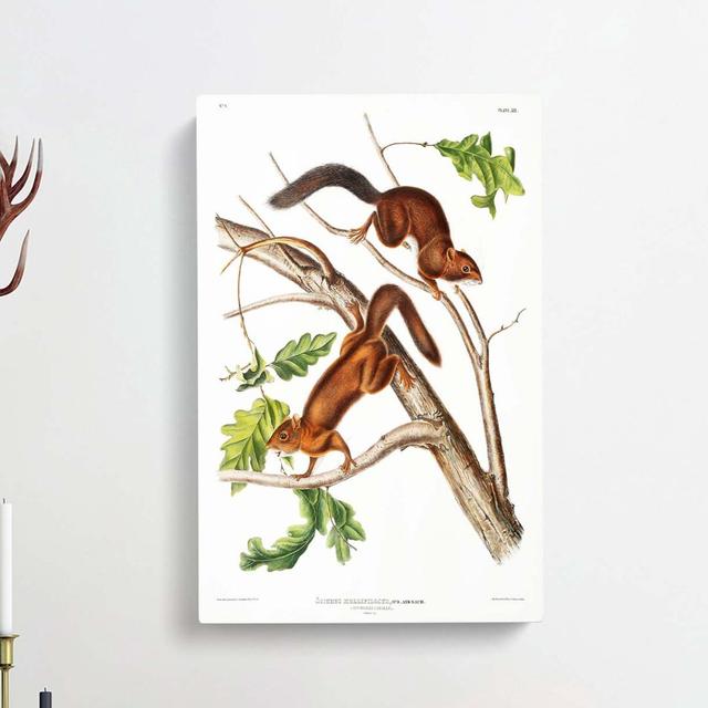 Soft-haired Squirrels by J.W. Audubon - Wrapped Canvas Print East Urban Home Size: 60cm H x 40cm W x 3cm D on Productcaster.