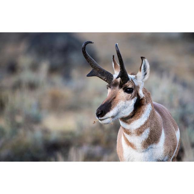 Pronghorn Buck - Wrapped Canvas Print Alpen Home Size: 30cm H x 46cm W x 3.8cm D on Productcaster.