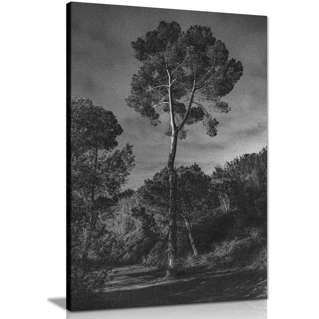 Forest Trees under a Dark Night Sky - Wrapped Canvas Photograph Panther Print Size: 76cm H x 51cm W on Productcaster.