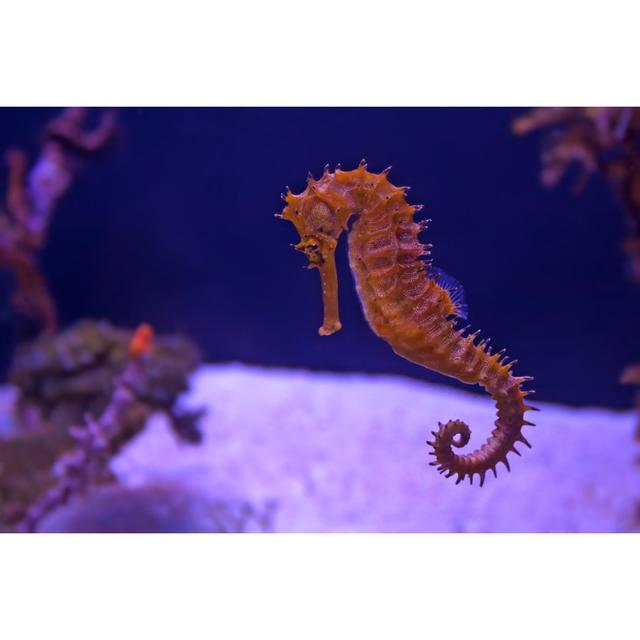 Seahorse In Aquarium House of Hampton Size: 20cm H x 30cm W on Productcaster.