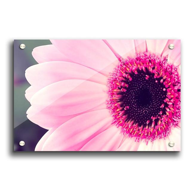 Pink Gerbera Daisy Flowers - Unframed Photograph Print on Acrylic East Urban Home Size: 21cm H x 29.7cm W on Productcaster.