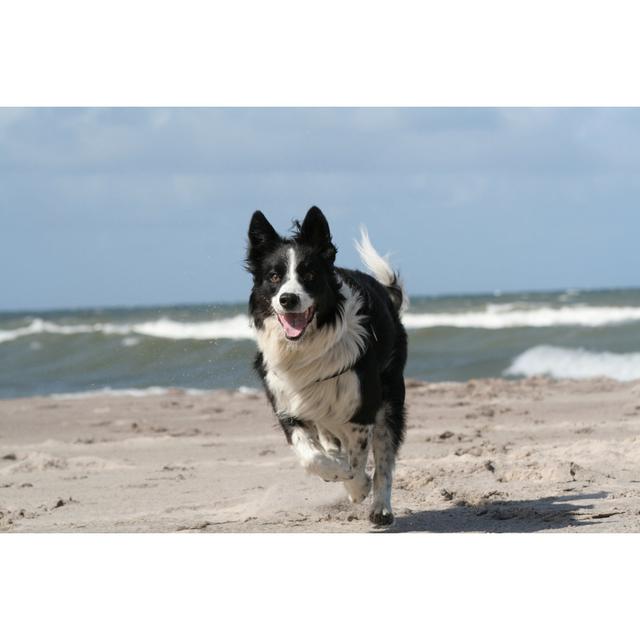 Happy border collie on the beach House of Hampton Size: 81cm H x 122cm W on Productcaster.