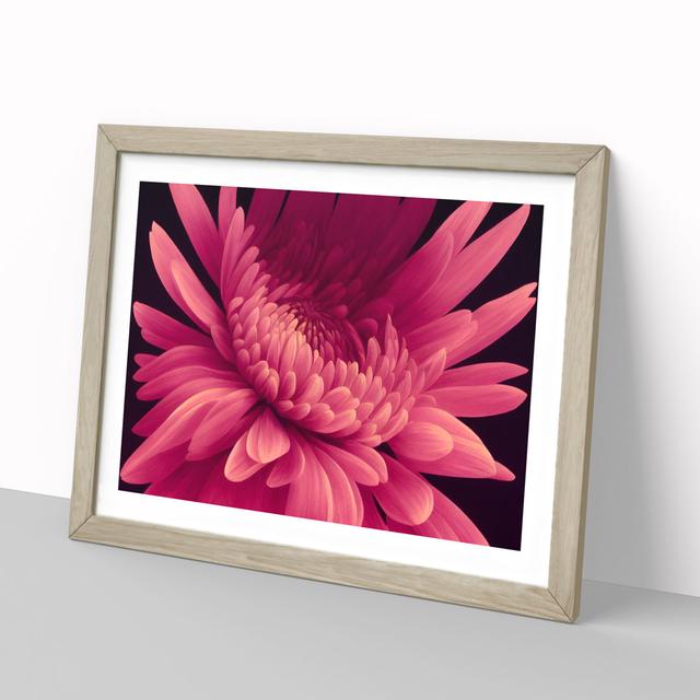 Thrilling Chrysanthemum Flower - Picture Frame Graphic Art Marlow Home Co. Size: 46cm H x 64cm W x 2cm D, Frame Colour: Oak Framed on Productcaster.