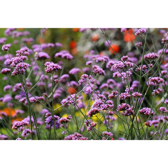 Verbena Bonariensis Flowers - Print 17 Stories Size: 51cm H x 51cm W on Productcaster.